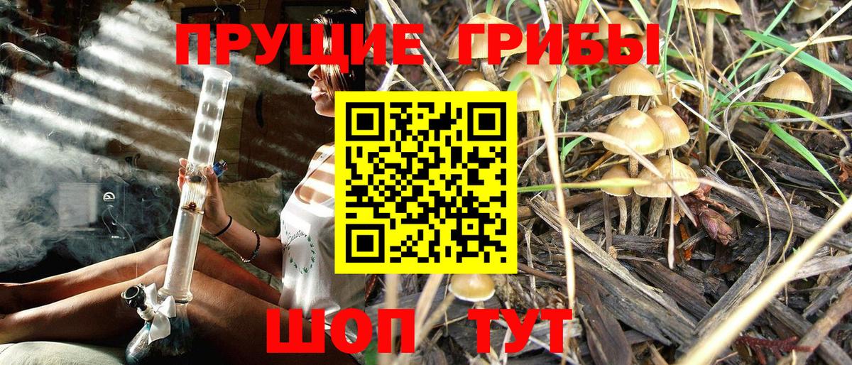Псилоцибиновые грибы Psilocybe Белово